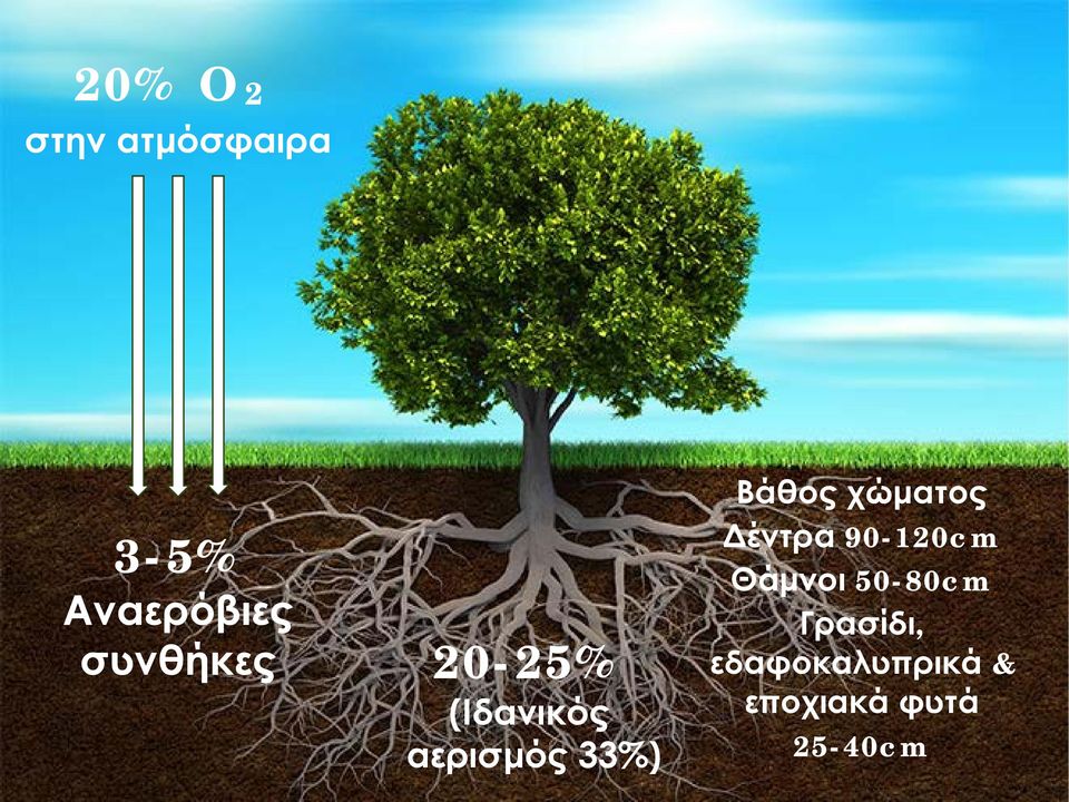 Βάθος χώματος Δέντρα 90-120cm Θάμνοι