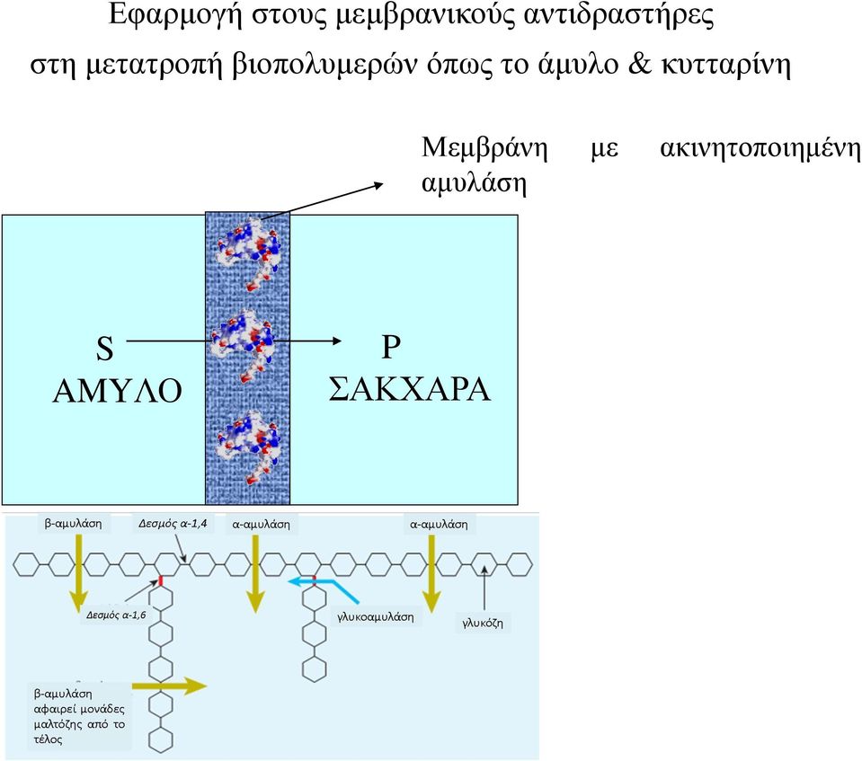 βιοπολυμερών όπως το άμυλο &