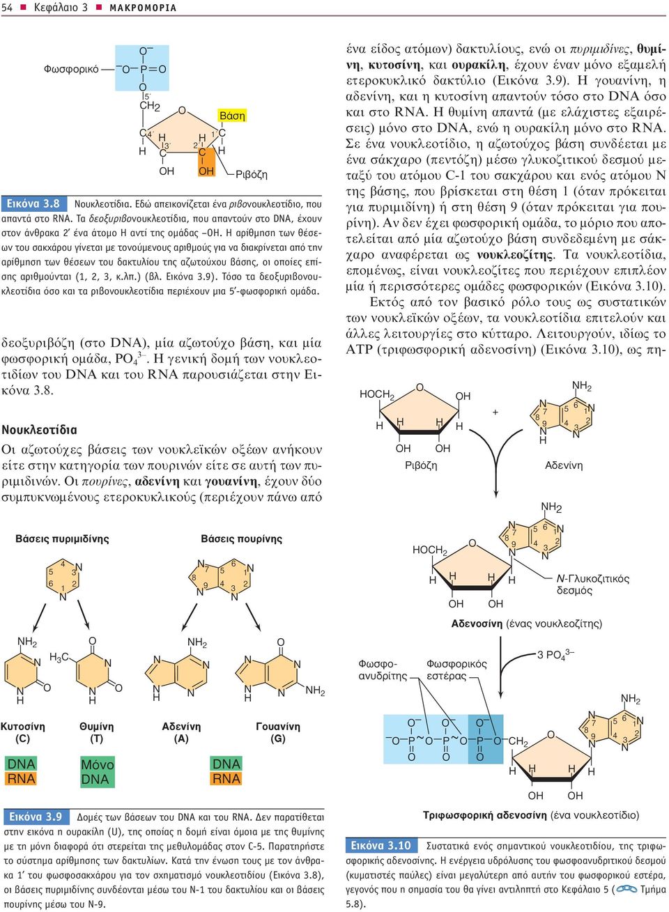 Οι πουρίνες, αδενίνη και γουανίνη, έχουν δύο συμπυκνωμένους ετεροκυκλικούς (περιέχουν πάνω από B ÛË PÈ fi Ë Εικόνα.8 Νουκλεοτίδια. Εδώ απεικονίζεται ένα ριβονουκλεοτίδιο, που απαντά στο RA.