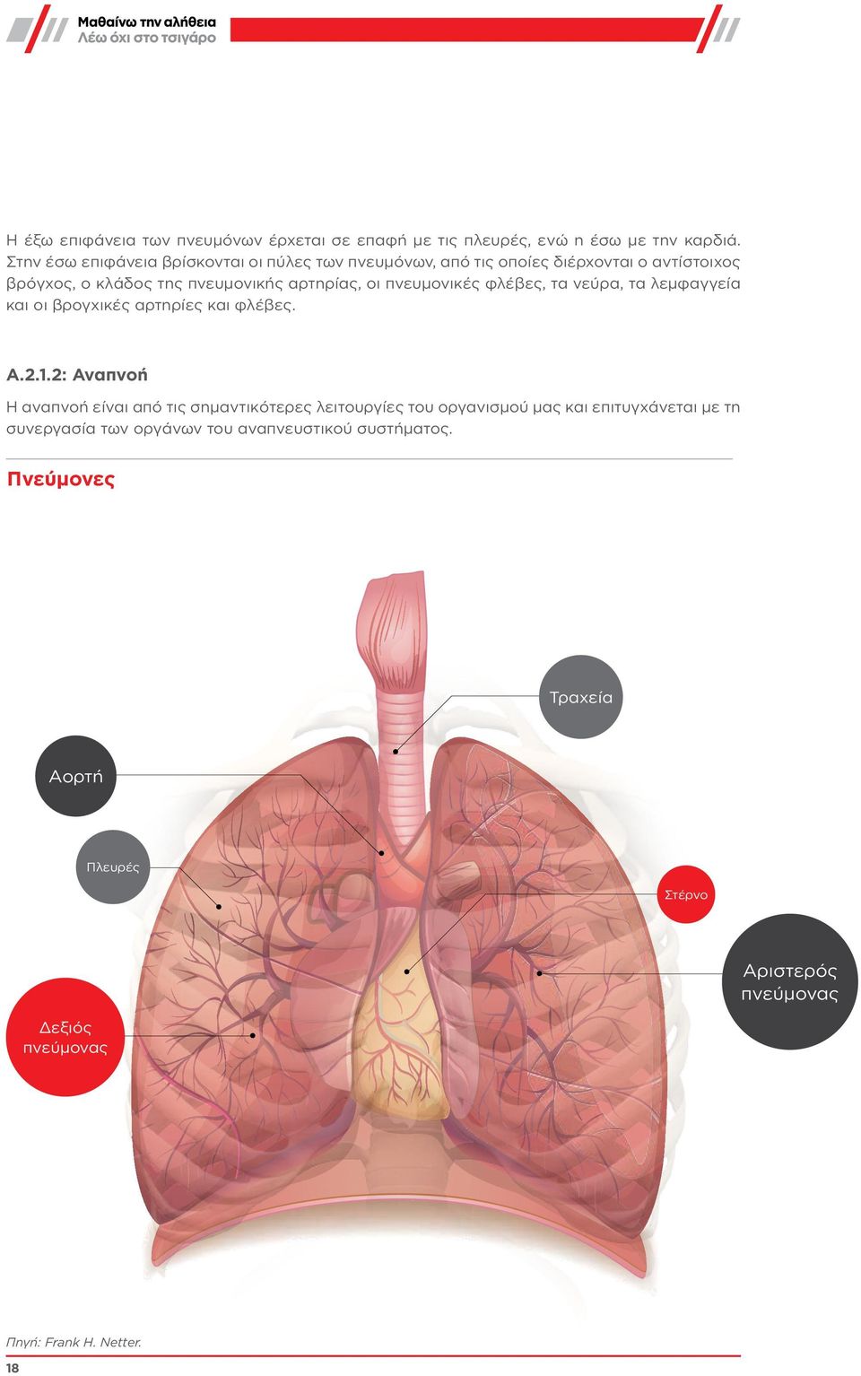 πνευμονικές φλέβες, τα νεύρα, τα λεμφαγγεία και οι βρογχικές αρτηρίες και φλέβες. Α.2.1.