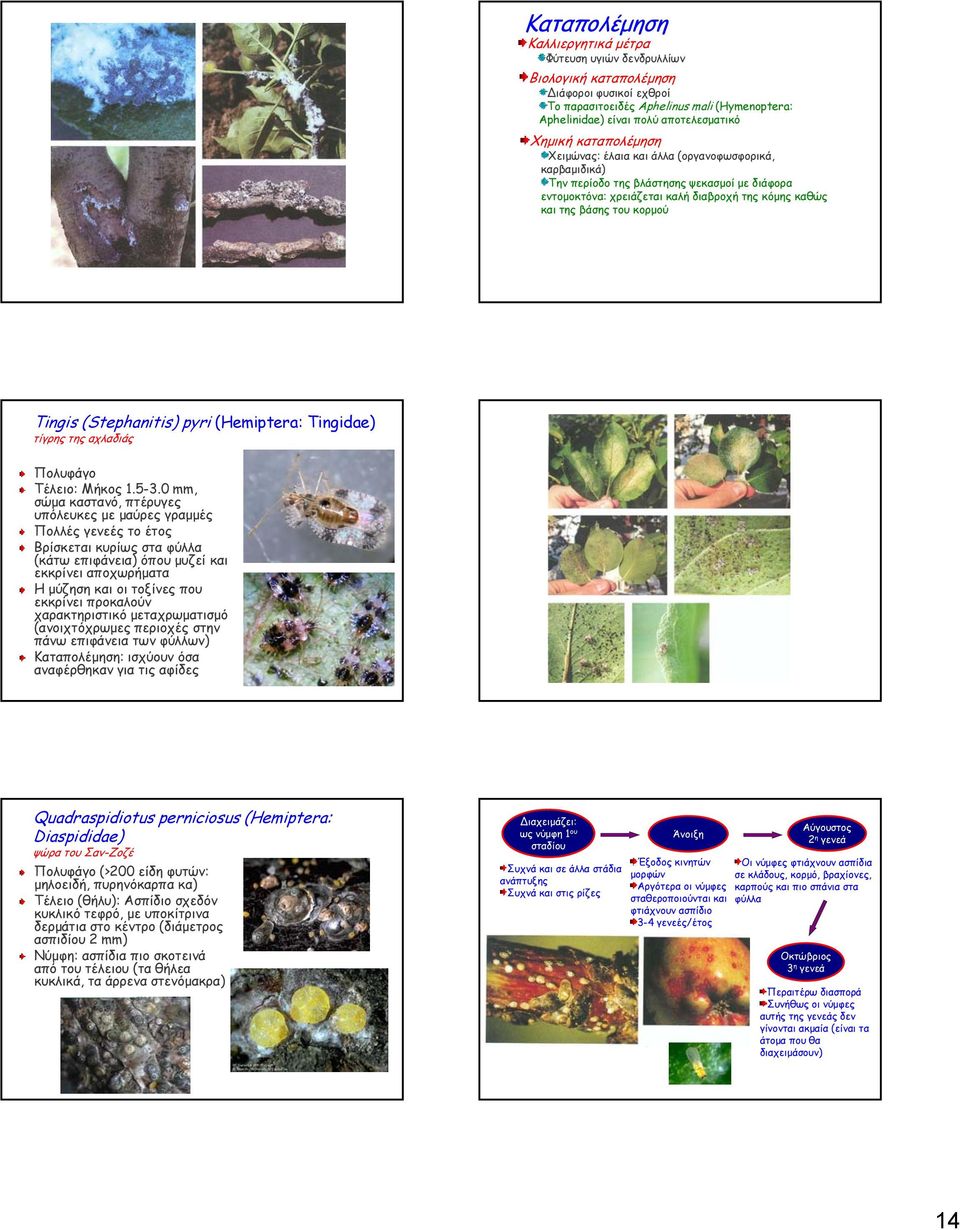 Tingis (Stephanitis) pyri (Hemiptera: Tingidae) τίγρης της αχλαδιάς Πολυφάγο Τέλειο: Μήκος 1.5-3.