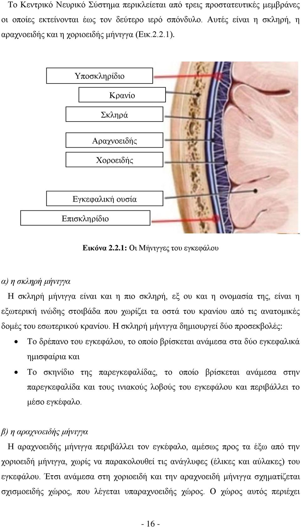 2.1: Οι Μήνιγγες του εγκεφάλου α) η σκληρή μήνιγγα Η σκληρή μήνιγγα είναι και η πιο σκληρή, εξ ου και η ονομασία της, είναι η εξωτερική ινώδης στοιβάδα που χωρίζει τα οστά του κρανίου από τις