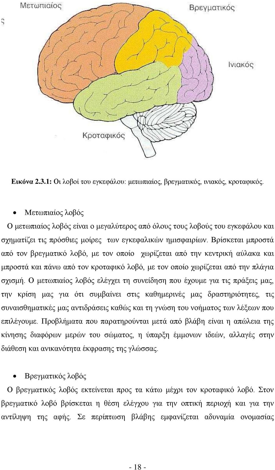 Βρίσκεται μπροστά από τον βρεγματικό λοβό, με τον οποίο χωρίζεται από την κεντρική αύλακα και μπροστά και πάνω από τον κροταφικό λοβό, με τον οποίο χωρίζεται από την πλάγια σχισμή.