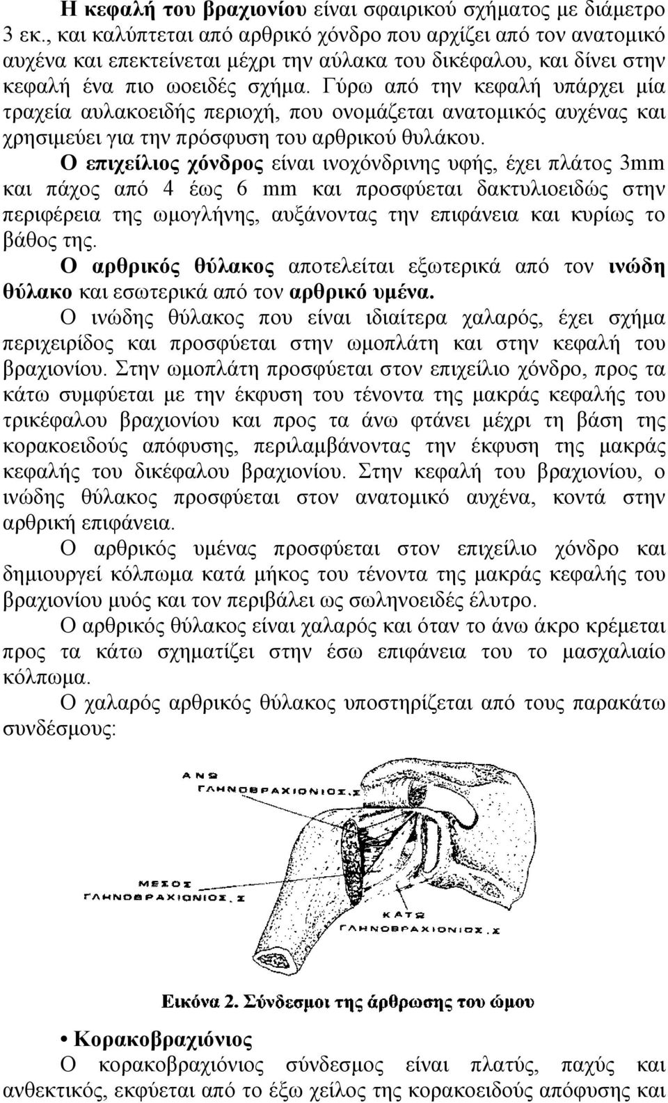 Γύρω από την κεφαλή υπάρχει µία τραχεία αυλακοειδής περιοχή, που ονοµάζεται ανατοµικός αυχένας και χρησιµεύει για την πρόσφυση του αρθρικού θυλάκου.