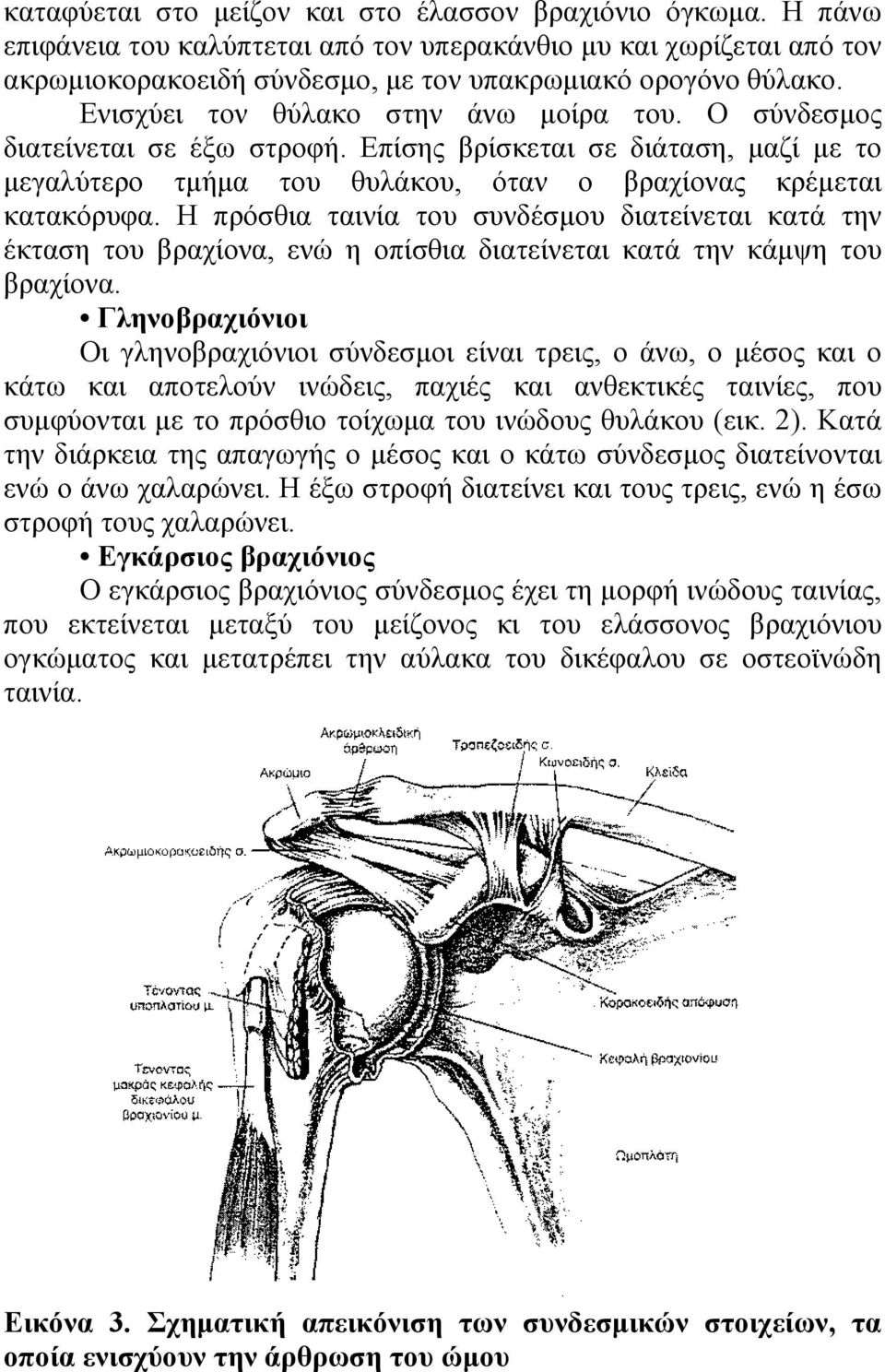 Η πρόσθια ταινία του συνδέσµου διατείνεται κατά την έκταση του βραχίονα, ενώ η οπίσθια διατείνεται κατά την κάµψη του βραχίονα.