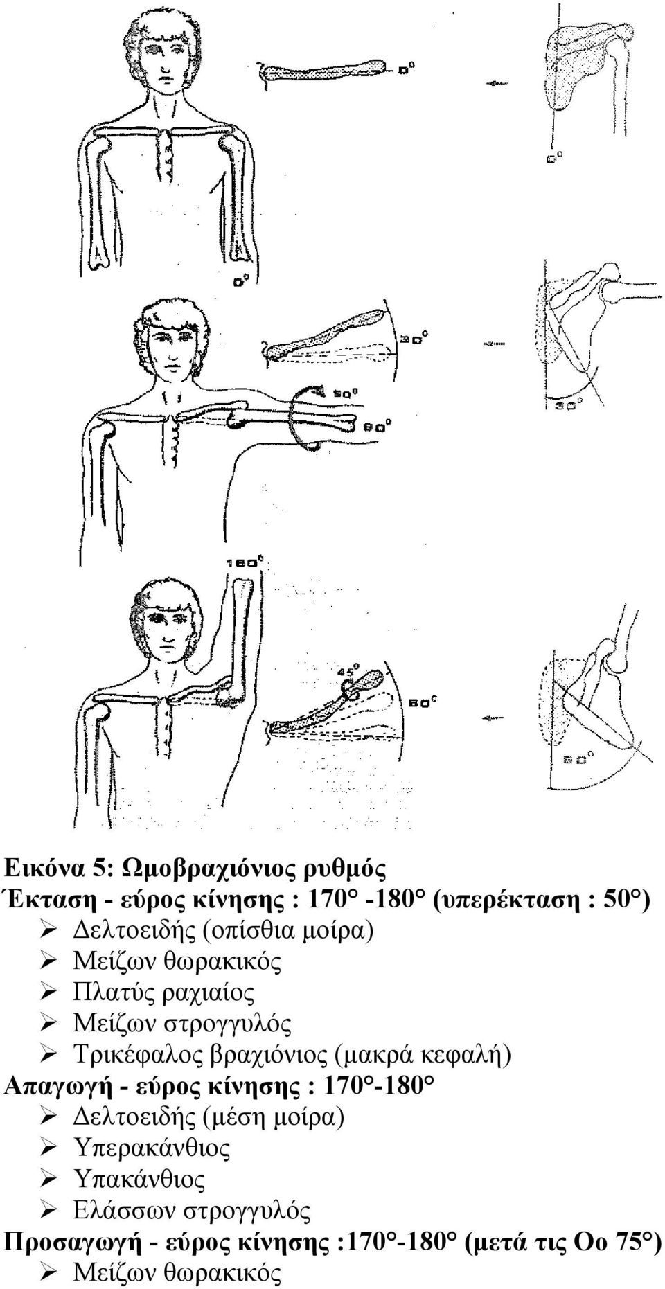 βραχιόνιος (µακρά κεφαλή) Απαγωγή - εύρος κίνησης : 170-180 ελτοειδής (µέση µοίρα)