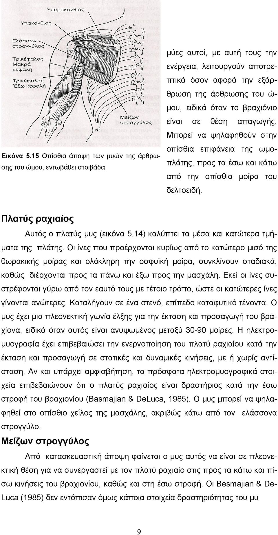 βραχιόνιο είναι σε θέση απαγωγής. Μπορεί να ψηλαφηθούν στην οπίσθια επιφάνεια της ωμοπλάτης, προς τα έσω και κάτω από την οπίσθια μοίρα του δελτοειδή. Πλατύς ραχιαίος Αυτός ο πλατύς μυς (εικόνα 5.