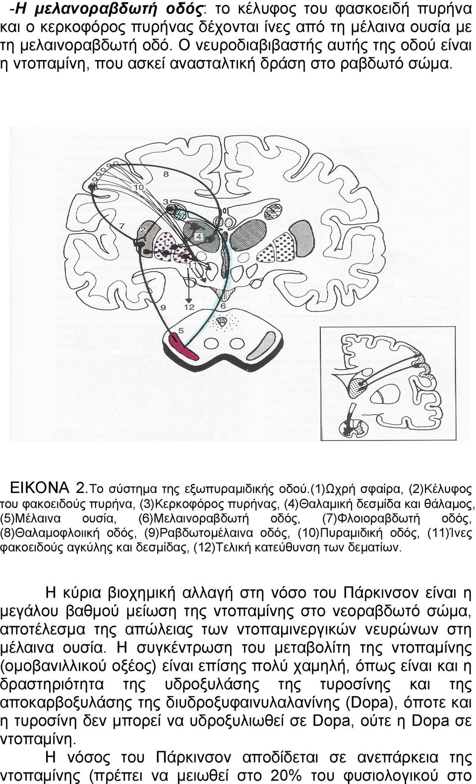(1)ωχρή σφαίρα, (2)Κέλυφος του φακοειδούς πυρήνα, (3)Κερκοφόρος πυρήνας, (4)Θαλαμική δεσμίδα και θάλαμος, (5)Μέλαινα ουσία, (6)Μελαινοραβδωτή οδός, (7)Φλοιοραβδωτή οδός, (8)Θαλαμοφλοιική οδός,