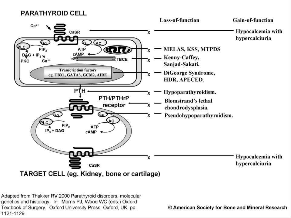 Gain-of-function Hypocalcemia with hypercalciuria Gq PLC PIP 2 IP 3 + DAG PTH ATP camp PTH/PTHrP receptor Gs AC X X X Hypoparathyroidism. Blomstrand s lethal chondrodysplasia.