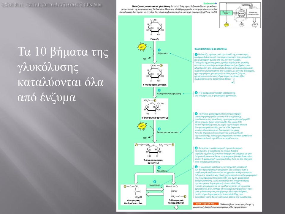 γλυκόλυσης