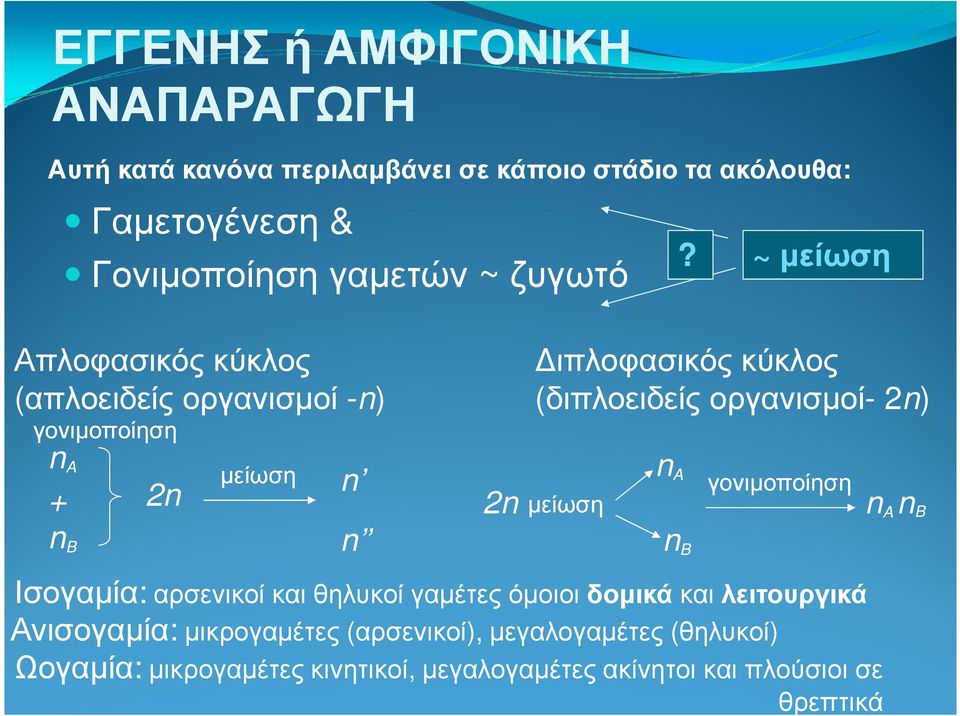 ~ µείωση Απλοφασικός κύκλος (απλοειδείς οργανισµοί -n) γονιµοποίηση n A + 2n n B µείωση n n ιπλοφασικός κύκλος (διπλοειδείς