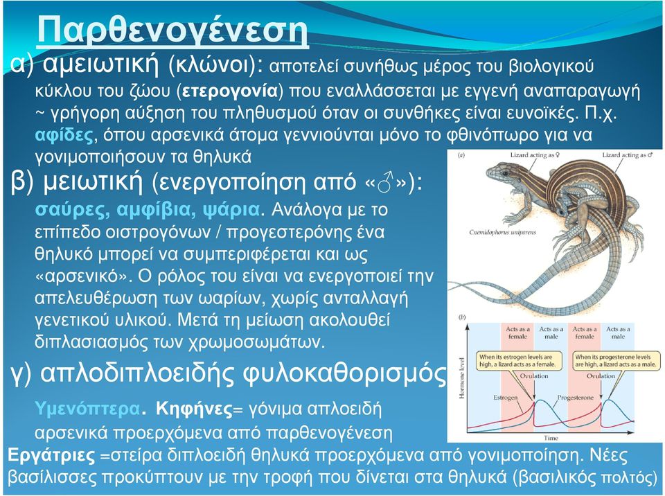 Ανάλογα µε το επίπεδο οιστρογόνων / προγεστερόνης ένα θηλυκό µπορεί να συµπεριφέρεται και ως «αρσενικό». Ο ρόλος του είναι να ενεργοποιεί την απελευθέρωση των ωαρίων, χωρίς ανταλλαγή γενετικού υλικού.