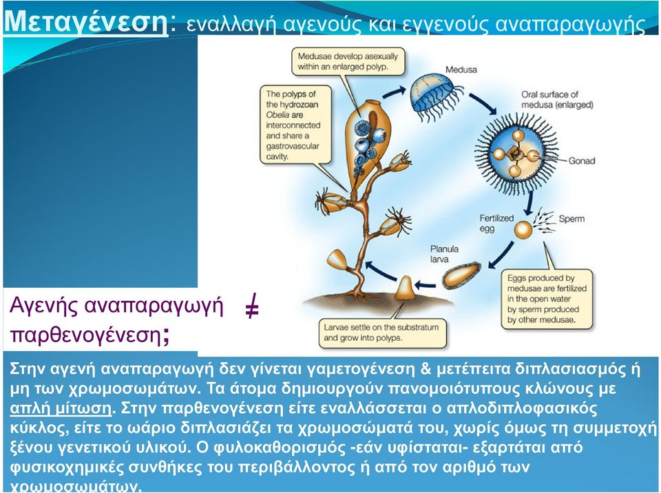 Στην παρθενογένεση είτε εναλλάσσεται ο απλοδιπλοφασικός κύκλος, είτε το ωάριο διπλασιάζει τα χρωµοσώµατά του, χωρίς όµως τη