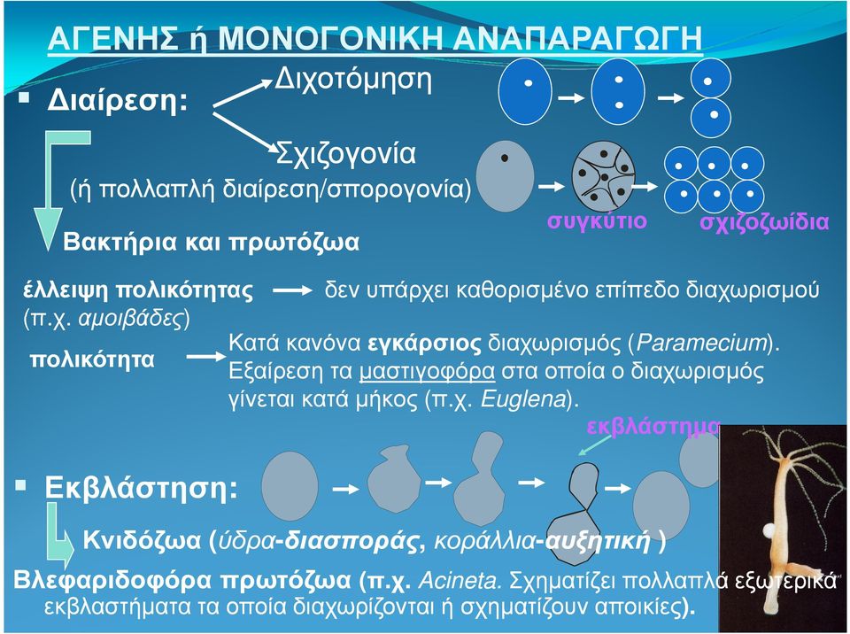 πολικότητα Εξαίρεση τα µαστιγοφόραστα οποία ο διαχωρισµός γίνεται κατά µήκος (π.χ. Euglena).