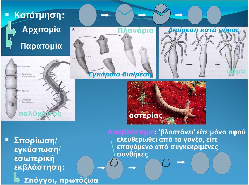 εσωτερική εκβλάστηση: Σπόγγοι, πρωτόζωα Αποβλάστηµα: βλαστάνει