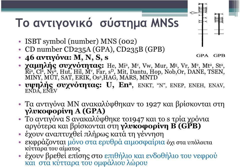 αντιγόνα MN ανακαλύφθηκαν το 1927 και βρίσκονται στη γλυκοφορίνη Α (GPA) Το αντιγόνα S ανακαλύφθηκε το1947 και το s τρία χρόνια αργότερα και βρίσκονται στη γλυκοφορίνη Β (GPB) έχουν