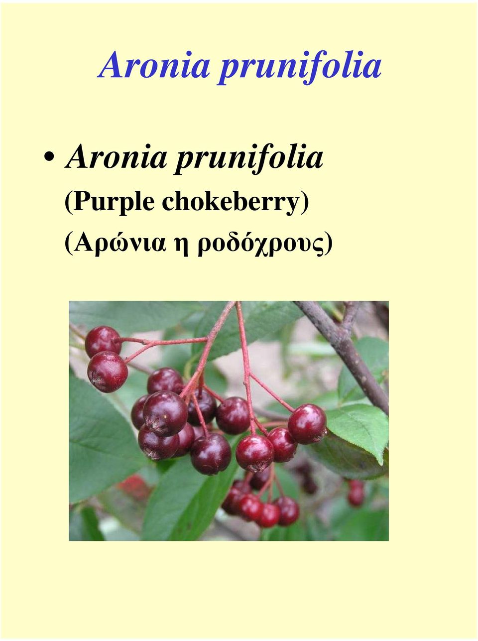 chokeberry)
