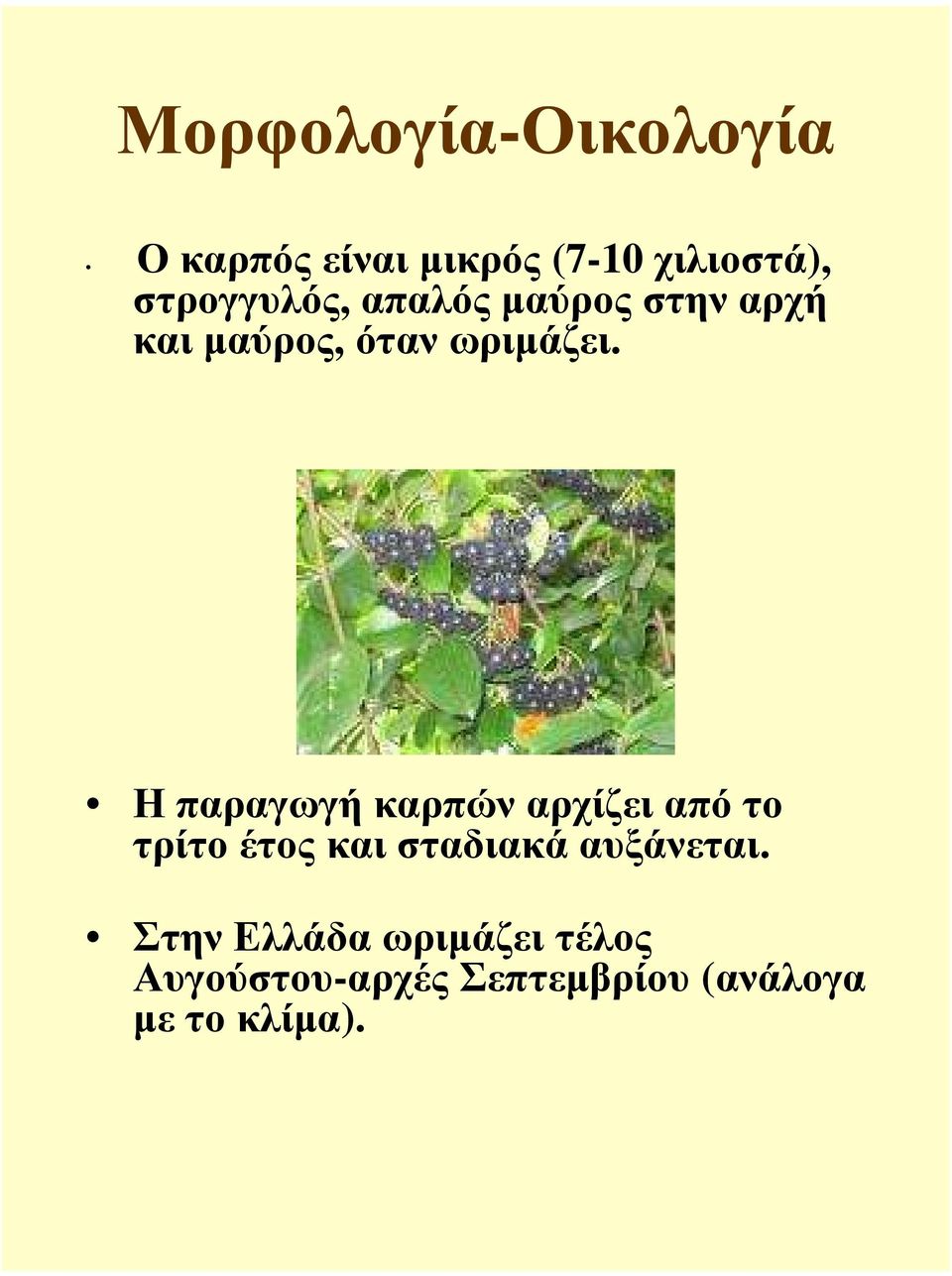 Η παραγωγή καρπών αρχίζει από το τρίτο έτος και σταδιακά αυξάνεται.