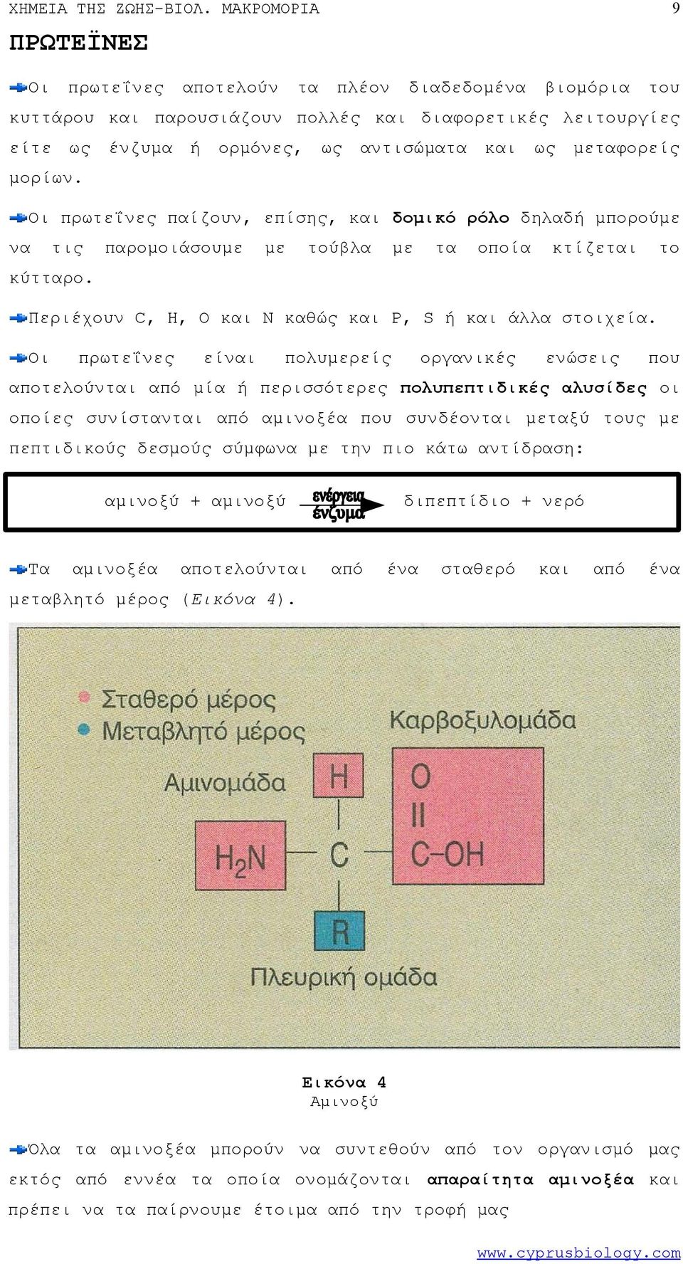 Οι πρωτεΐνες πολυρείς οργανικές ενώσεις που αποτελούνται μία ή περισσότερες πολυπεπτιδικές αλυσίδες οι οποίες συνίστανται αμινοξέα που συνδέονται ταξύ τους πεπτιδικούς δεσμούς σύμφωνα την πιο κάτω