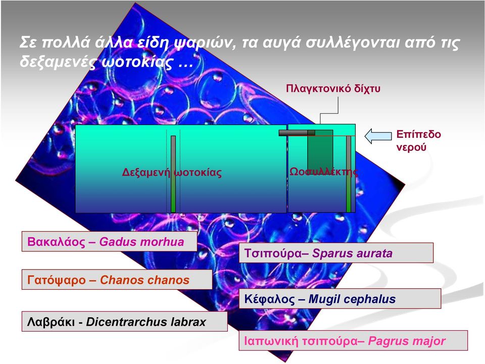 Βακαλάος Gadus morhua Γατόψαρο Chanos chanos Λαβράκι - Dicentrarchus