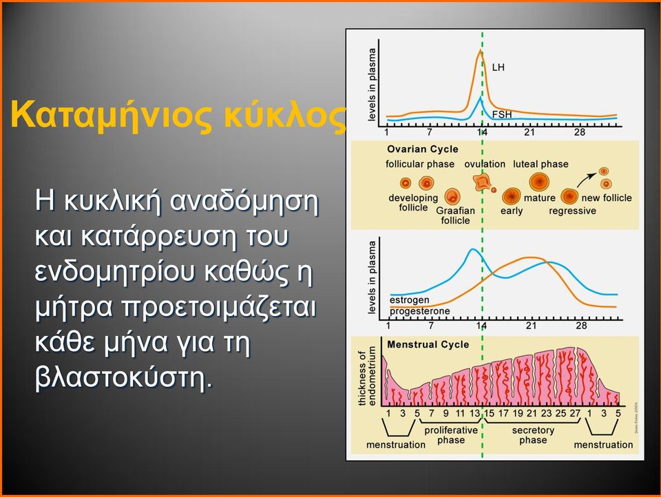 ενδομητρίου καθώς η μήτρα