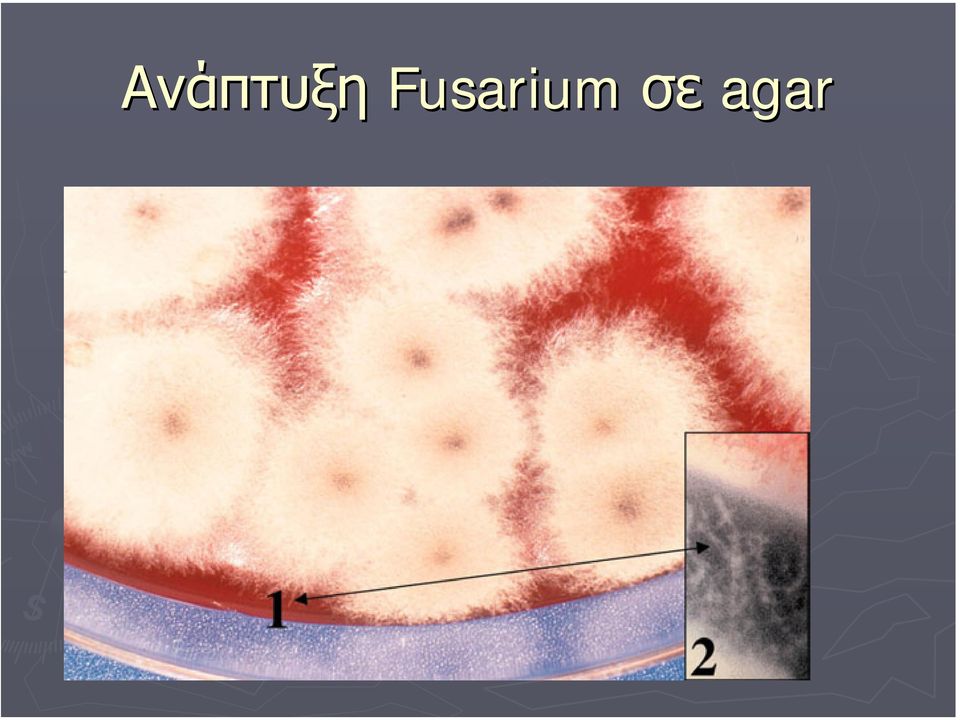 σε agar