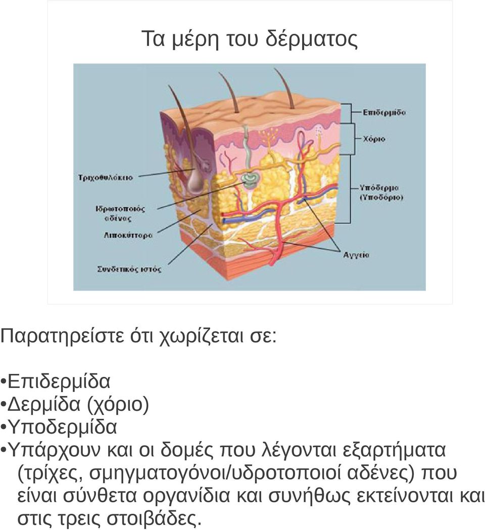 εξαρτήματα (τρίχες, σμηγματογόνοι/υδροτοποιοί αδένες) που είναι