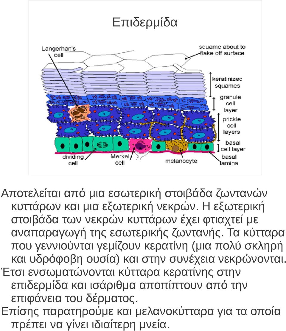 Τα κύτταρα που γεννιούνται γεμίζουν κερατίνη (μια πολύ σκληρή και υδρόφοβη ουσία) και στην συνέχεια νεκρώνονται.