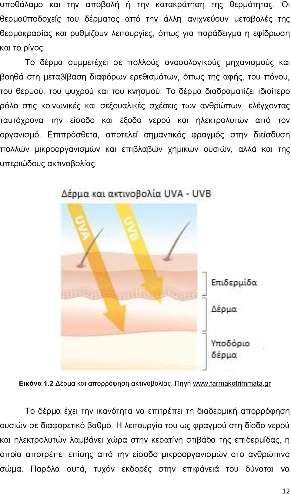 Το δέρμα συμμετέχει σε πολλούς ανοσολογικούς μηχανισμούς και βοηθά στη μεταβίβαση διαφόρων ερεθισμάτων, όπως της αφής, του πόνου, του θερμού, του ψυχρού και του κνησμού.