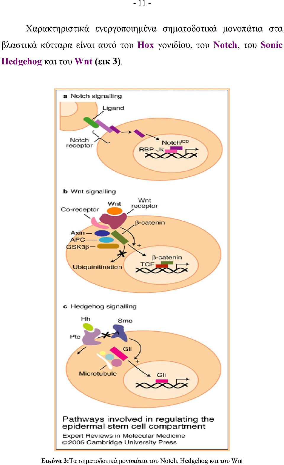 γονιδίου, του Notch, του Sonic Hedgehog και του Wnt (εικ