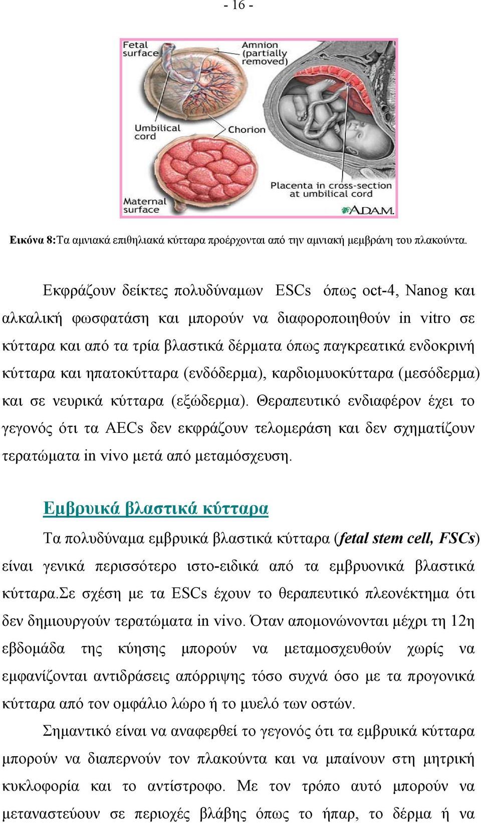 ηπατοκύτταρα (ενδόδερμα), καρδιομυοκύτταρα (μεσόδερμα) και σε νευρικά κύτταρα (εξώδερμα).