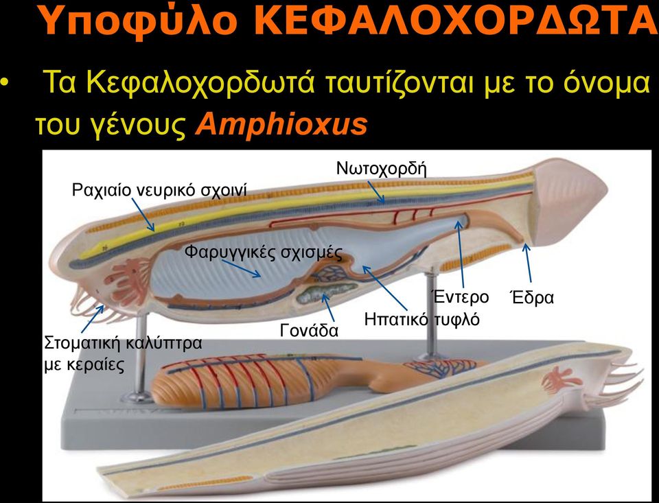 Ραχιαίο νευρικό σχοινί Νωτοχορδή Φαρυγγικές