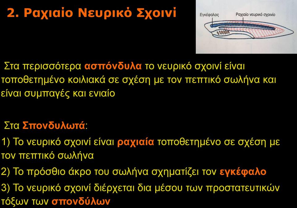 νευρικό σχοινί είναι ραχιαία τοποθετημένο σε σχέση με τον πεπτικό σωλήνα 2) Το πρόσθιο άκρο του