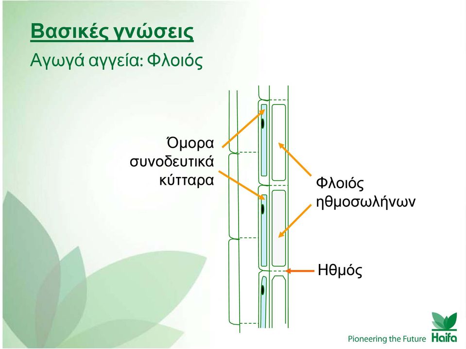 συνοδευτικά κύτταρα