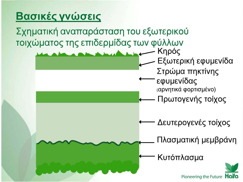 εφυμενίδα Στρώμα πηκτίνης εφυμενίδας (αρνητικά φορτισμένο)