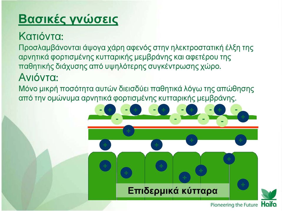 Ανιόντα: Μόνο μικρή ποσότητα αυτών διεισδύει παθητικά λόγω της απώθησης από την ομώνυμα αρνητικά