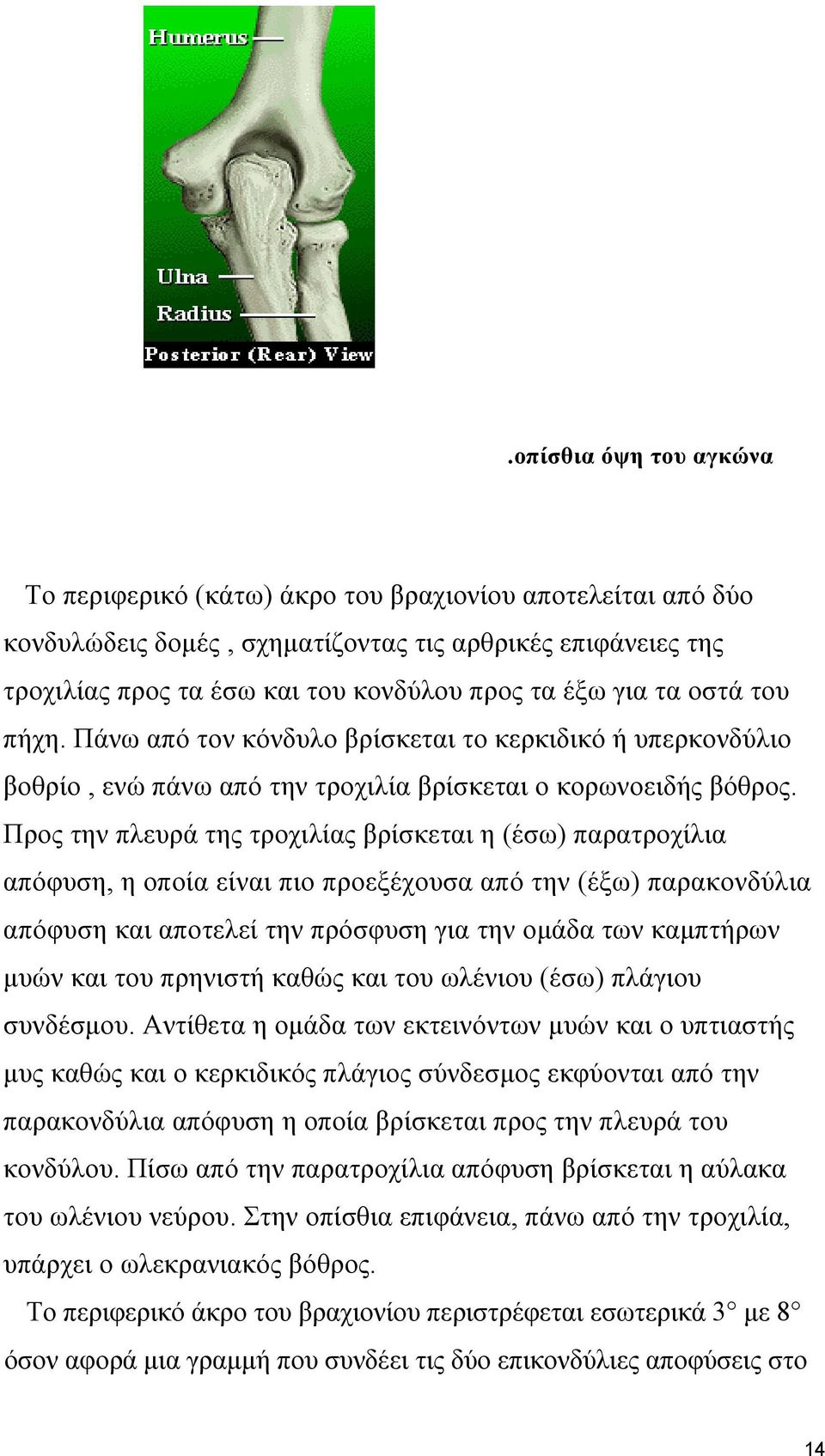 Προς την πλευρά της τροχιλίας βρίσκεται η (έσω) παρατροχίλια απόφυση, η οποία είναι πιο προεξέχουσα από την (έξω) παρακονδύλια απόφυση και αποτελεί την πρόσφυση για την ομάδα των καμπτήρων μυών και