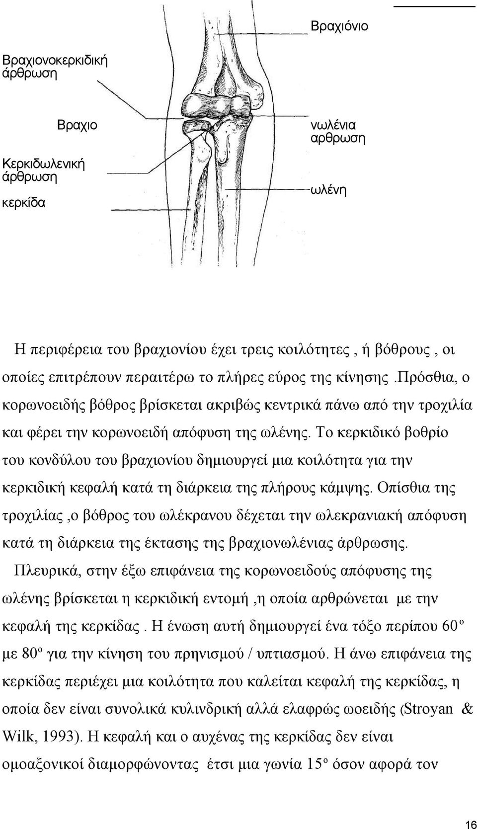 Το κερκιδικό βοθρίο του κονδύλου του βραχιονίου δημιουργεί μια κοιλότητα για την κερκιδική κεφαλή κατά τη διάρκεια της πλήρους κάμψης.