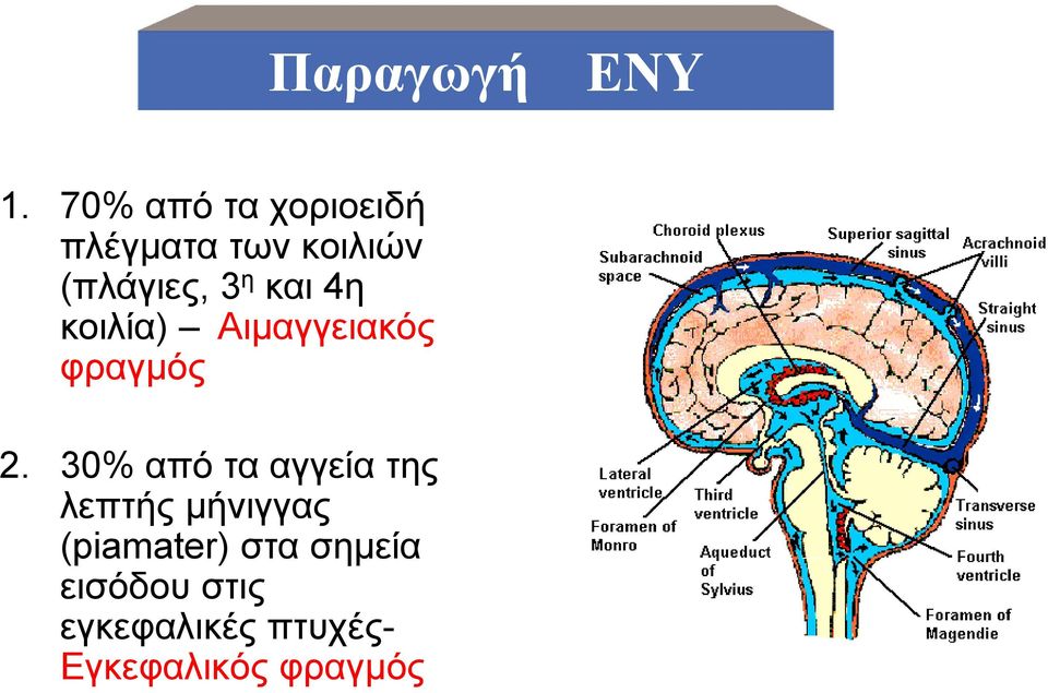και 4η κοιλία) Αιμαγγειακός φραγμός 2.