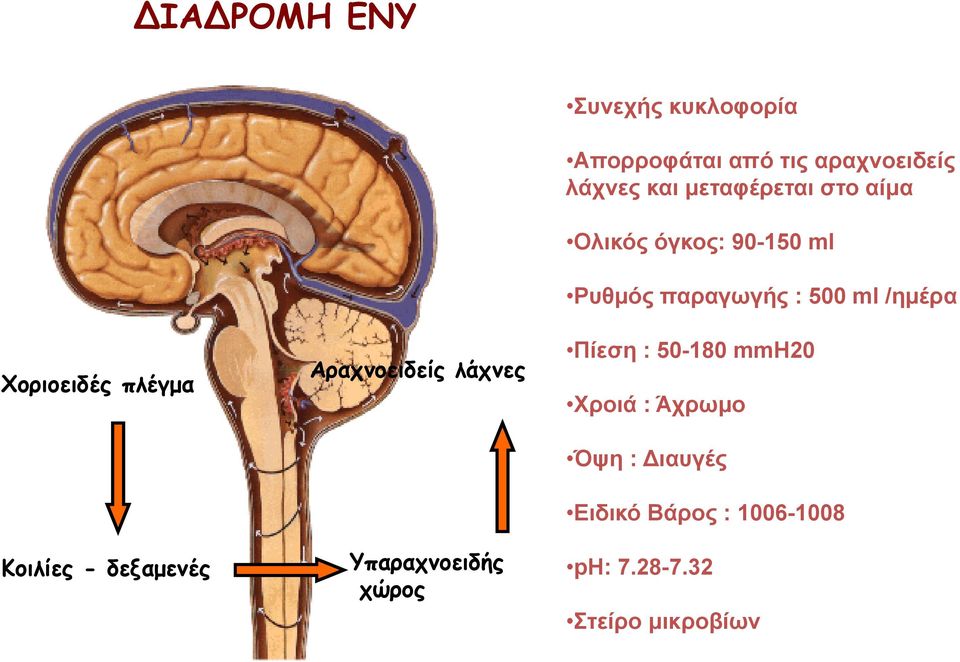 μεταφέρεται στο αίμα Ολικός όγκος: 90-150 ml Ρυθμός παραγωγής : 500 ml /ημέρα Πίεση