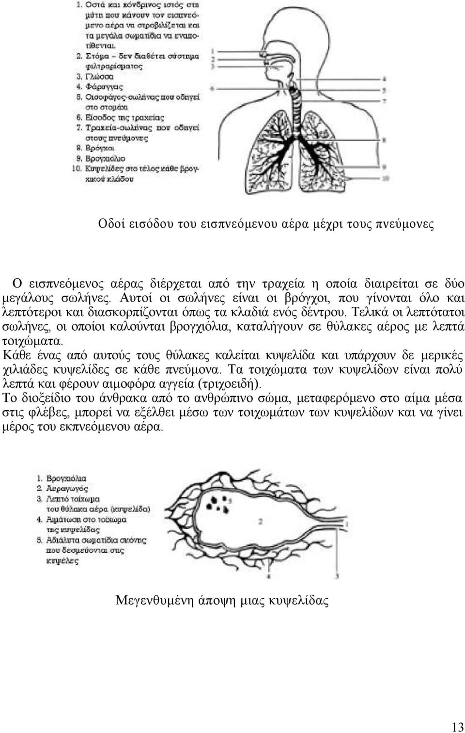 Τελικά οι λεπτότατοι σωλήνες, οι οποίοι καλούνται βρογχιόλια, καταλήγουν σε θύλακες αέρος µε λεπτά τοιχώµατα.