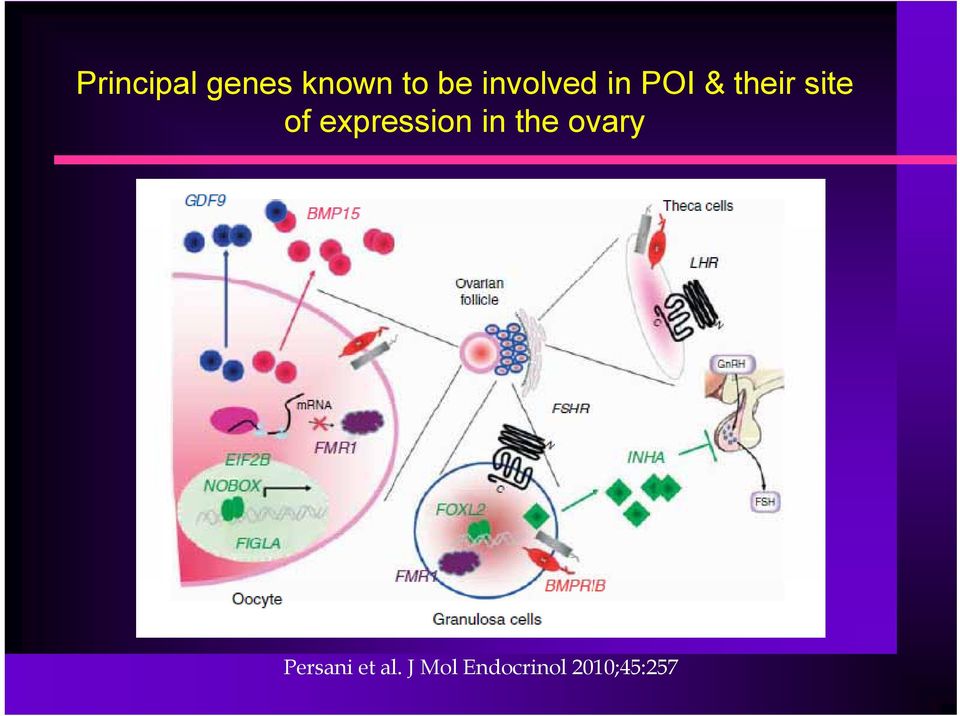 expression in the ovary Persani