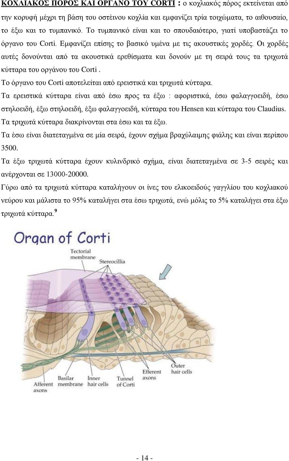 Οι χορδές αυτές δονούνται από τα ακουστικά ερεθίσματα και δονούν με τη σειρά τους τα τριχωτά κύτταρα του οργάνου του Corti. Το όργανο του Corti αποτελείται από ερειστικά και τριχωτά κύτταρα.