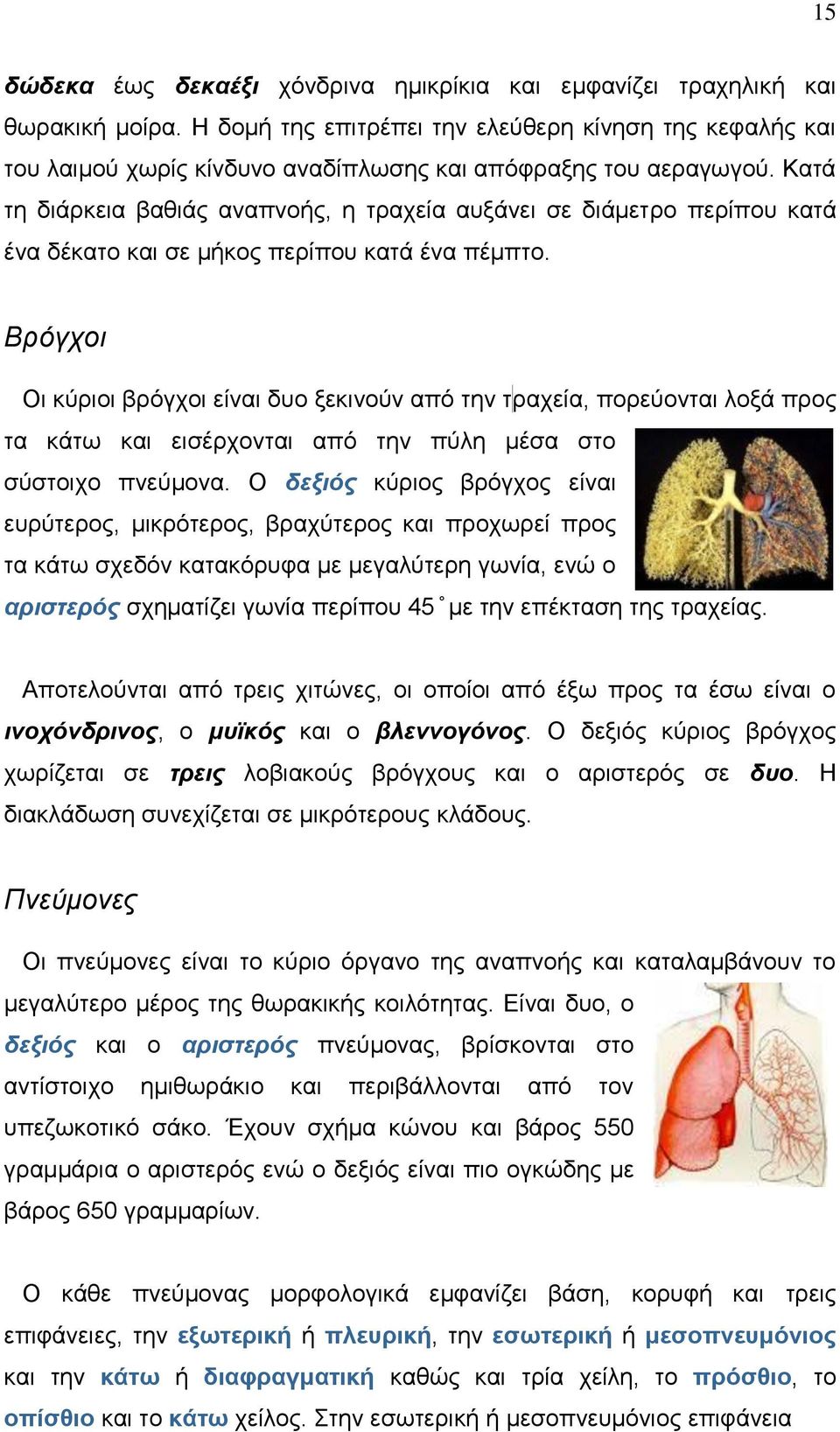 Κατά τη διάρκεια βαθιάς αναπνοής, η τραχεία αυξάνει σε διάμετρο περίπου κατά ένα δέκατο και σε μήκος περίπου κατά ένα πέμπτο.