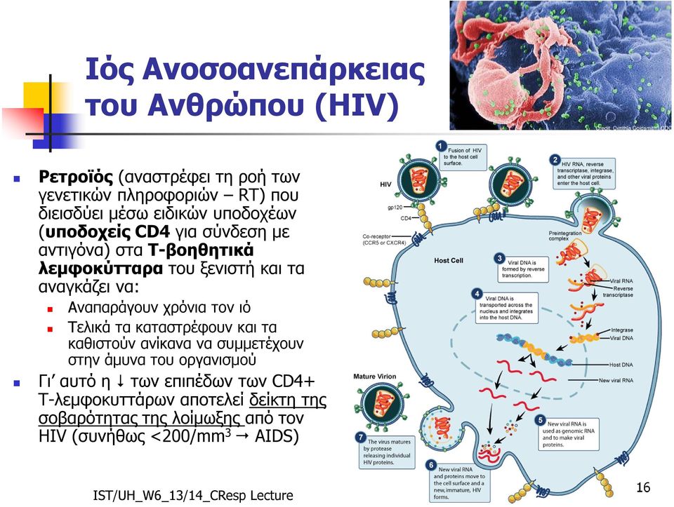 Αναπαράγουν χρόνια τον ιό Τελικά τα καταστρέφουν και τα καθιστούν ανίκανα να συμμετέχουν στην άμυνα του οργανισμού Γι