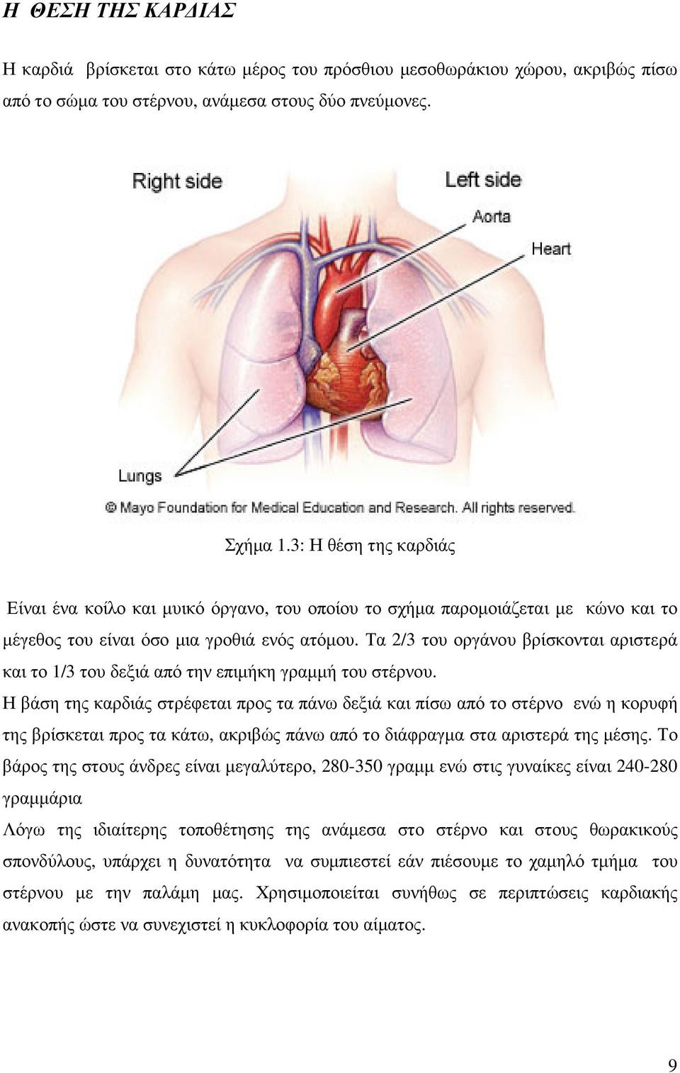 Τα 2/3 του οργάνου βρίσκονται αριστερά και το 1/3 του δεξιά από την επιµήκη γραµµή του στέρνου.