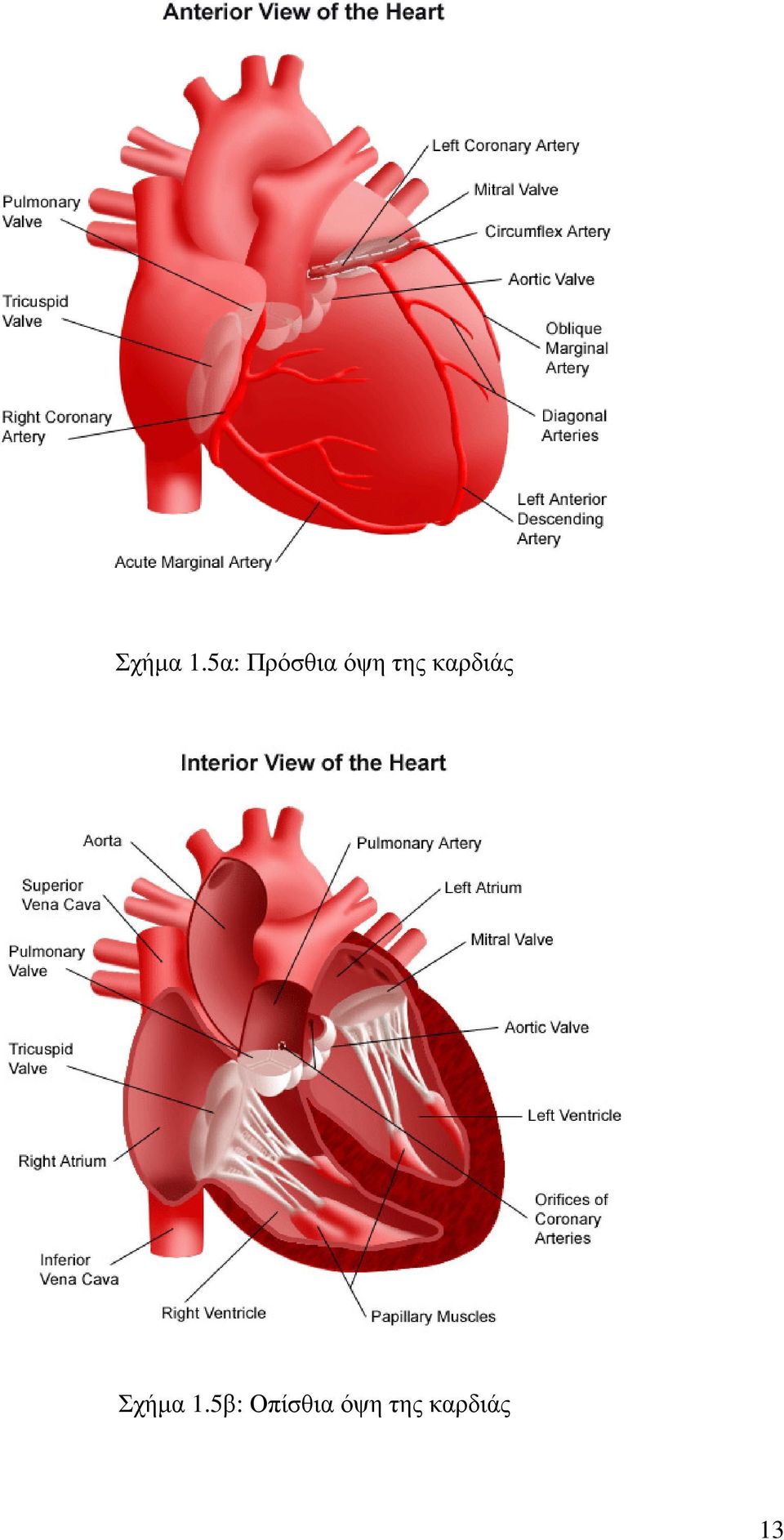 της καρδιάς 5β: