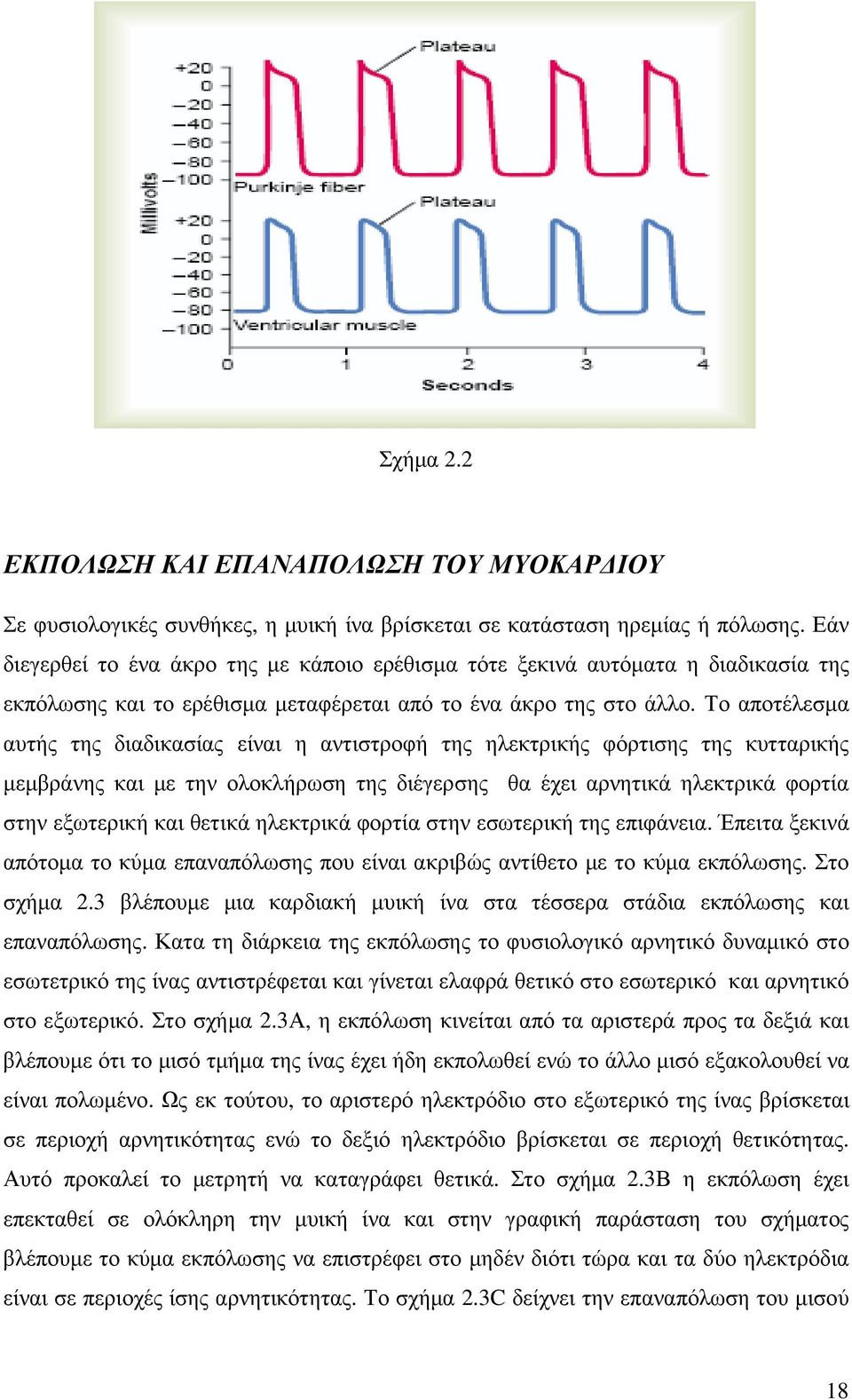 Το αποτέλεσµα αυτής της διαδικασίας είναι η αντιστροφή της ηλεκτρικής φόρτισης της κυτταρικής µεµβράνης και µε την ολοκλήρωση της διέγερσης θα έχει αρνητικά ηλεκτρικά φορτία στην εξωτερική και θετικά