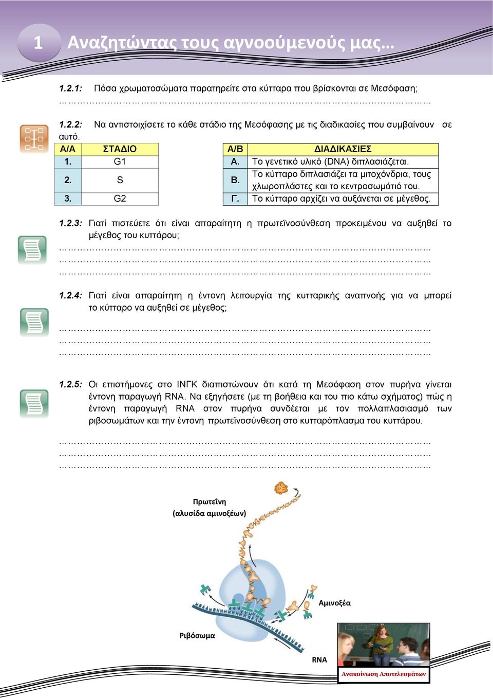 Το κύτταρο αρχίζει να αυξάνεται σε μέγεθος. 1.2.3: Γιατί πιστεύετε ότι είναι απαραίτητη η πρωτεϊνοσύνθεση προκειμένου να αυξηθεί το μέγεθος του κυττάρου; 1.2.4: Γιατί είναι απαραίτητη η έντονη λειτουργία της κυτταρικής αναπνοής για να μπορεί το κύτταρο να αυξηθεί σε μέγεθος; 1.