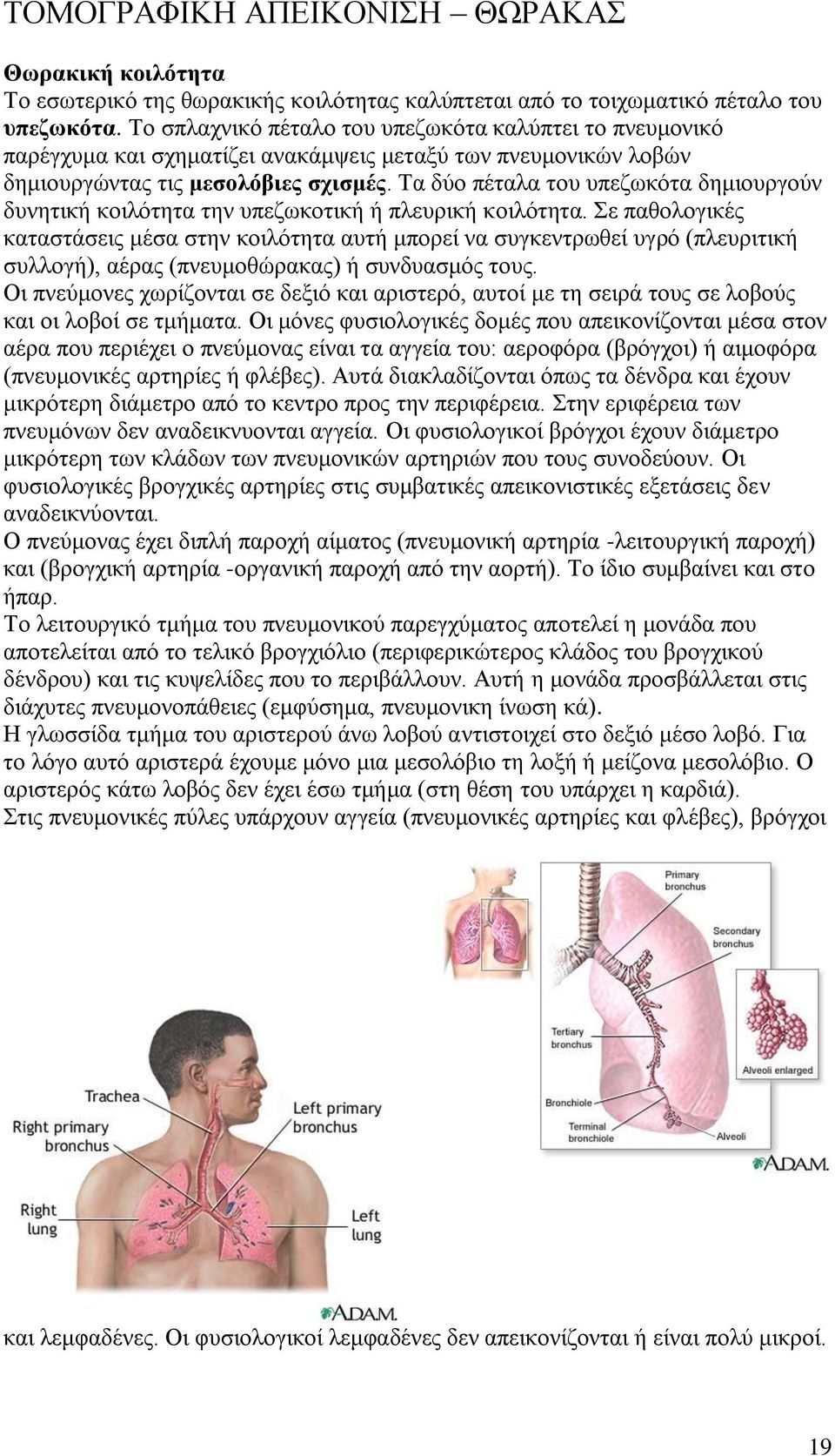 Τα δύο πέταλα του υπεζωκότα δημιουργούν δυνητική κοιλότητα την υπεζωκοτική ή πλευρική κοιλότητα.